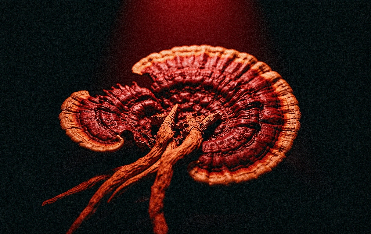 Macro botanical detail